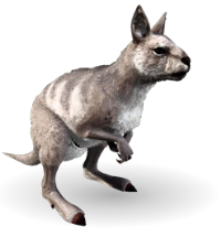 ASA PVE IMPRINTING100% PROCOTODON LEVEL270 HP4896.1 ST1995 WE1478 DMG436% MALE OR FEMALE RANDOM COLORS SADDLE INCLUDING DELIVER TO BASE